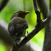 Crimson-hooded Manakin