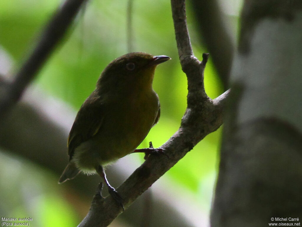 Crimson-hooded Manakin female adult