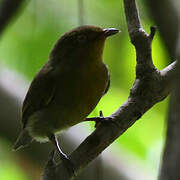 Crimson-hooded Manakin