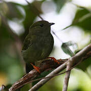 White-bearded Manakin