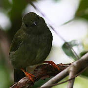 Blue-backed Manakin