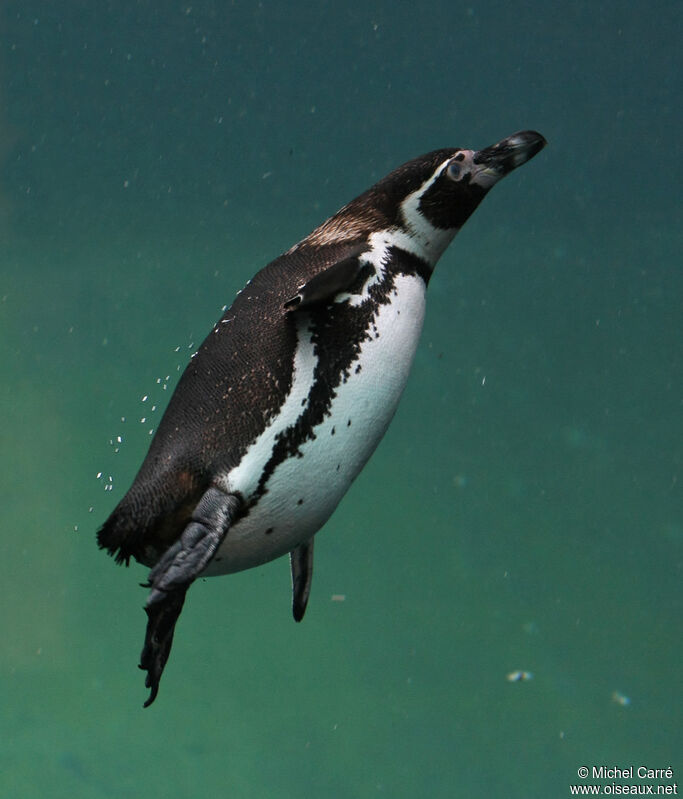 Humboldt Penguinadult, swimming