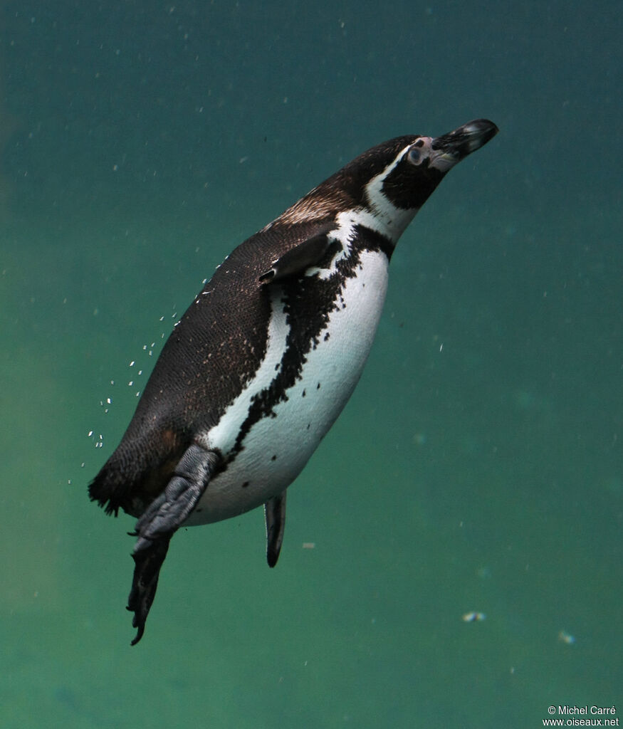 Humboldt Penguinadult, swimming