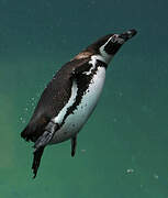 Humboldt Penguin