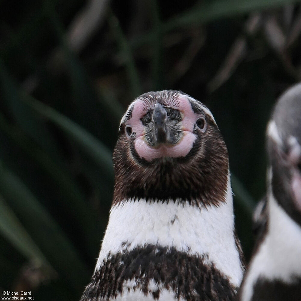 Humboldt Penguinadult