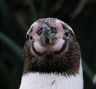 Humboldt Penguin