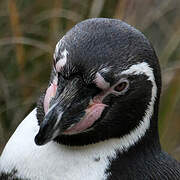 Humboldt Penguin