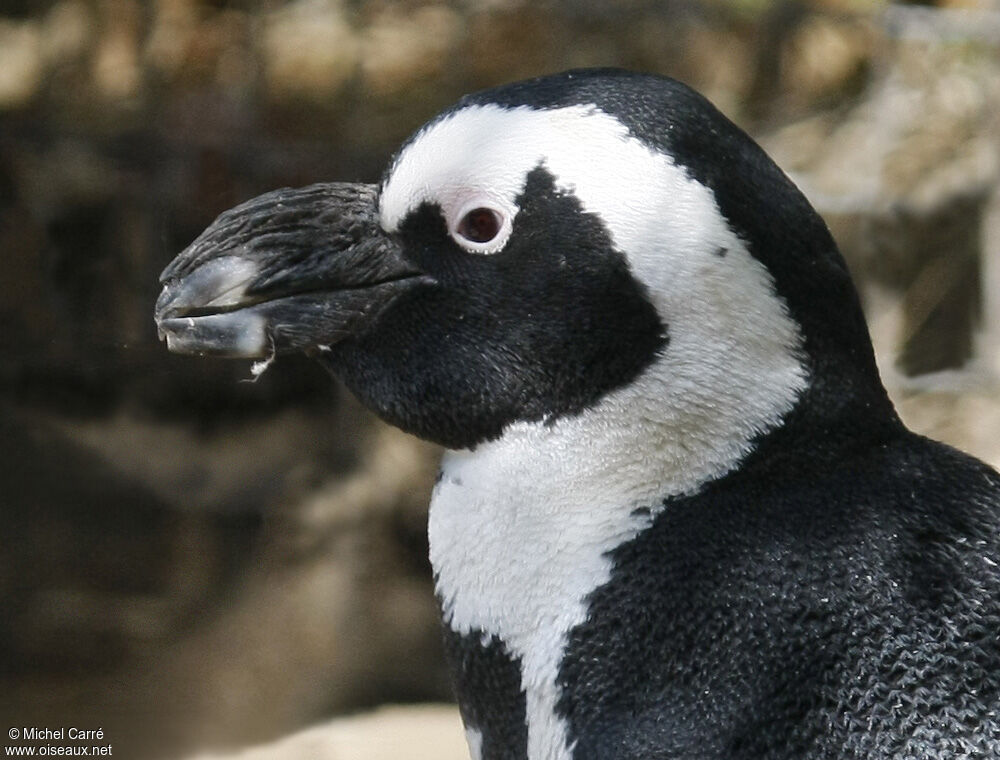 African Penguin