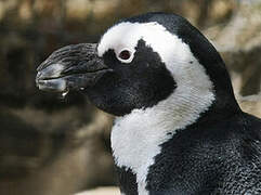 African Penguin