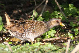 Spotted Crake