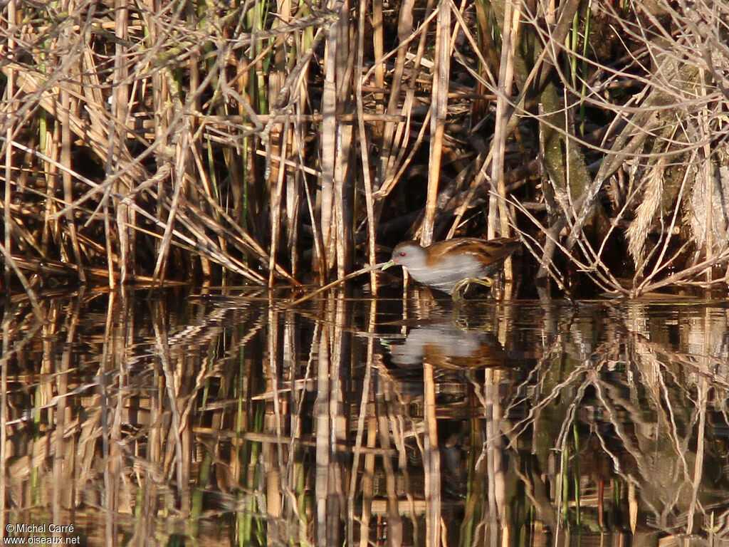 Little Crake male adult breeding