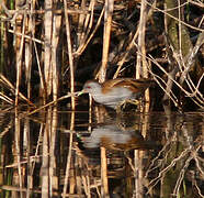 Little Crake