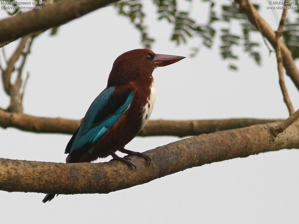 White-throated Kingfisheradult, identification, close-up portrait, fishing/hunting