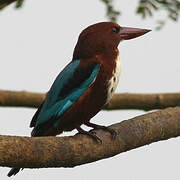 White-throated Kingfisher