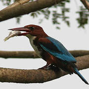 White-throated Kingfisher