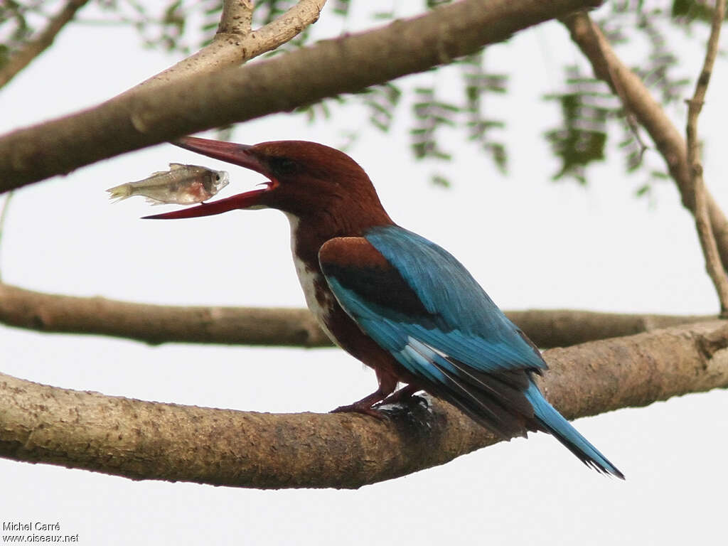 White-throated Kingfisheradult, feeding habits, fishing/hunting