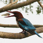 White-throated Kingfisher