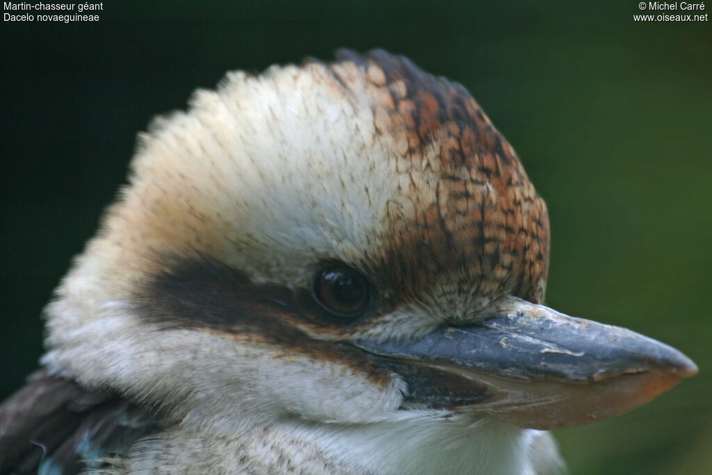 Laughing Kookaburra