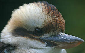 Laughing Kookaburra