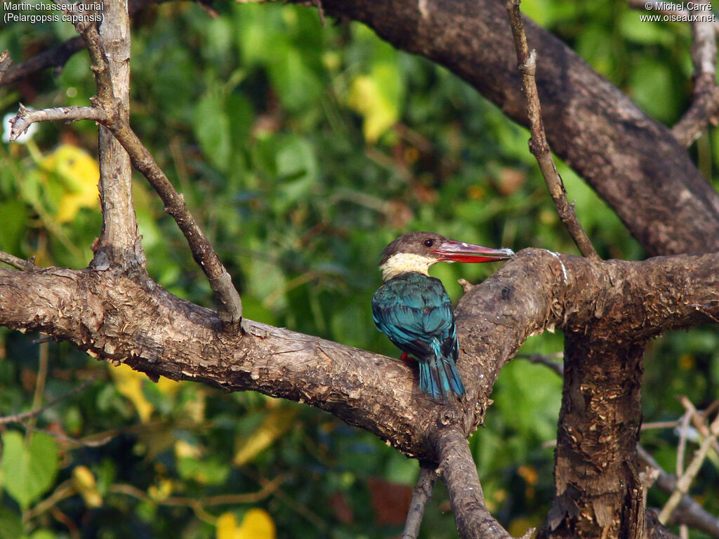 Stork-billed Kingfisheradult