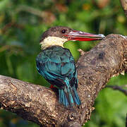 Stork-billed Kingfisher