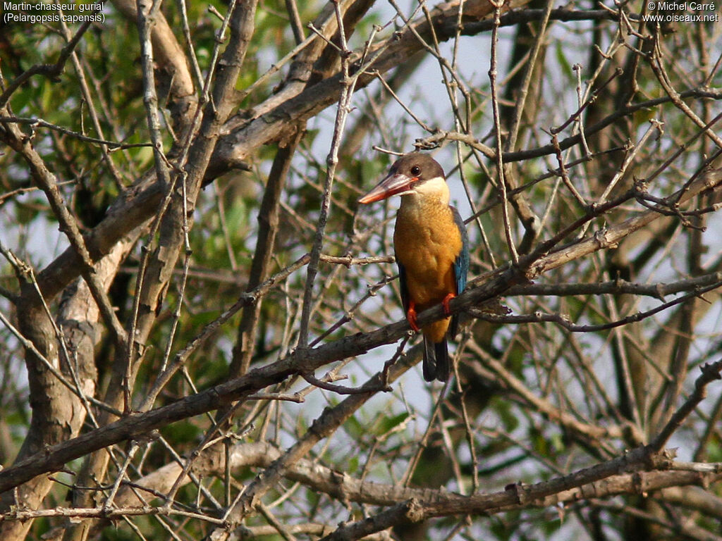 Stork-billed Kingfisher