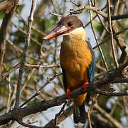 Stork-billed Kingfisher