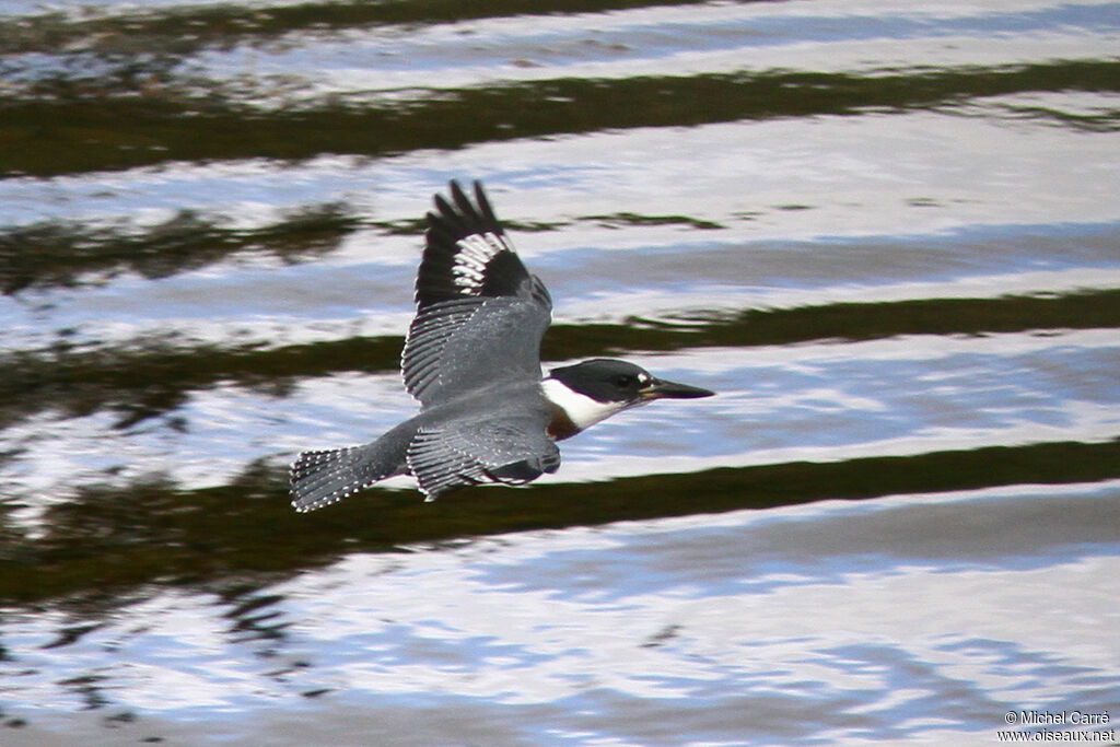 Belted Kingfisher