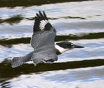 Belted Kingfisher