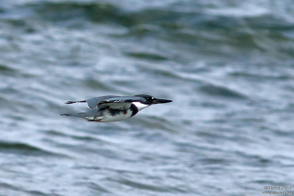 Belted Kingfisher male adult