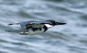 Belted Kingfisher