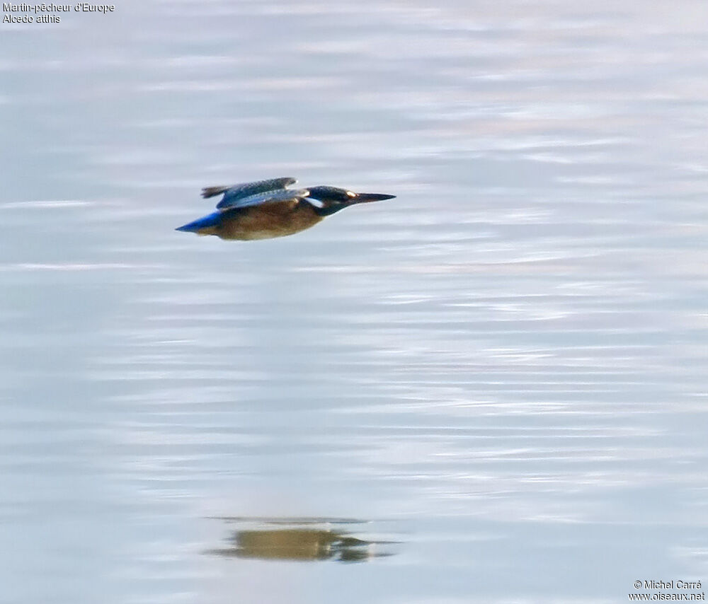 Common Kingfisheradult