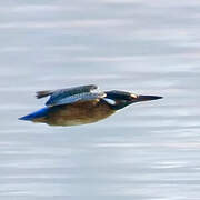 Common Kingfisher