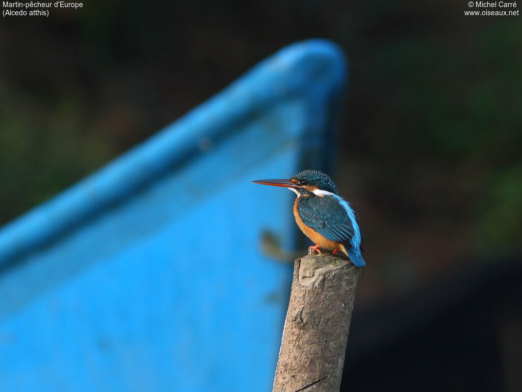 Common Kingfisher female adult, identification, close-up portrait