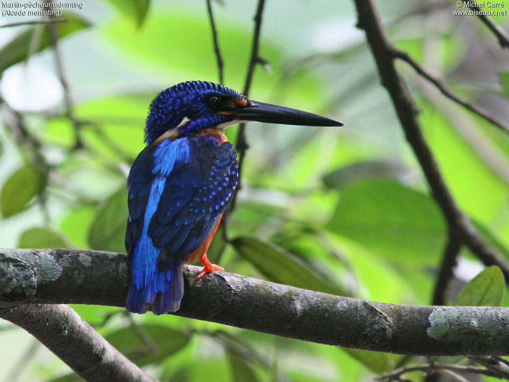 Blue-eared Kingfisheradult