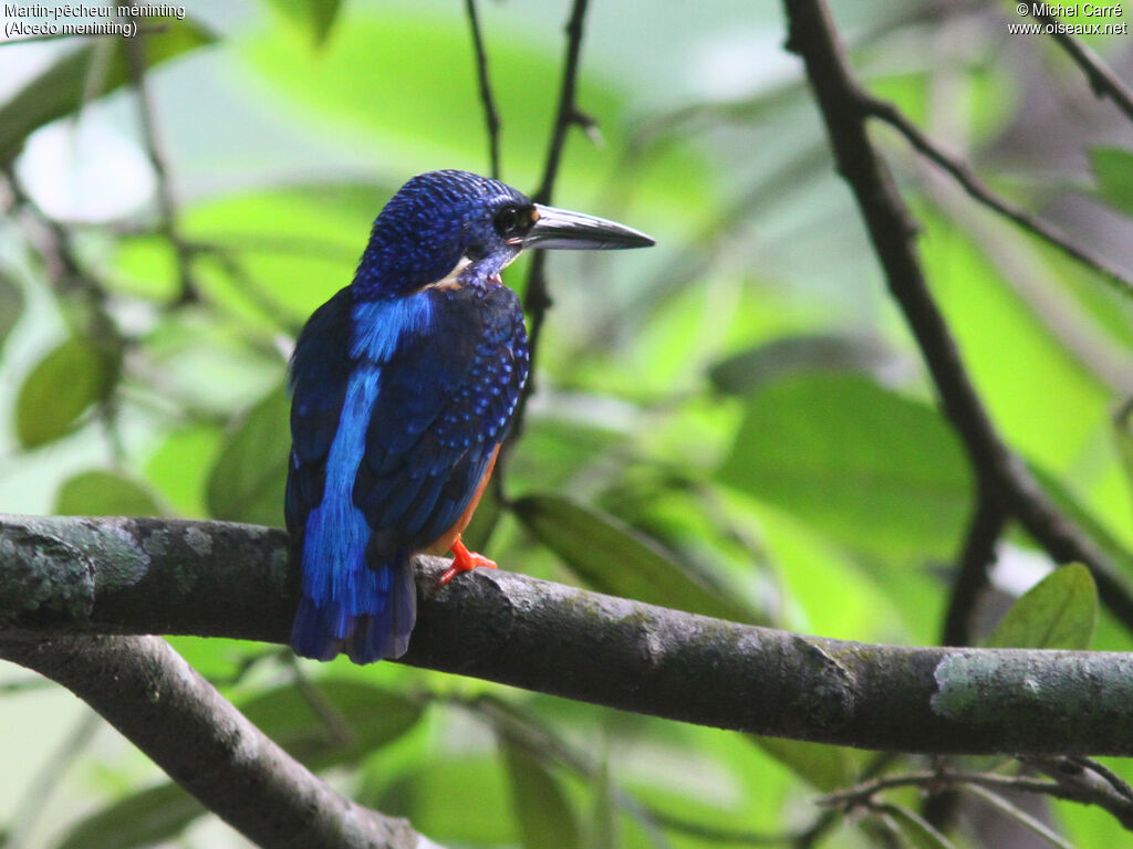 Blue-eared Kingfisher