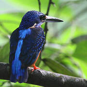 Blue-eared Kingfisher