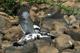 Pied Kingfisher