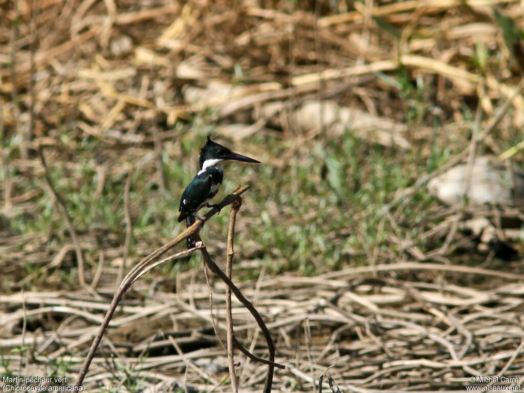 Green Kingfisher female adult