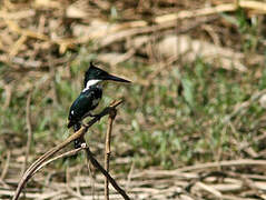 Green Kingfisher