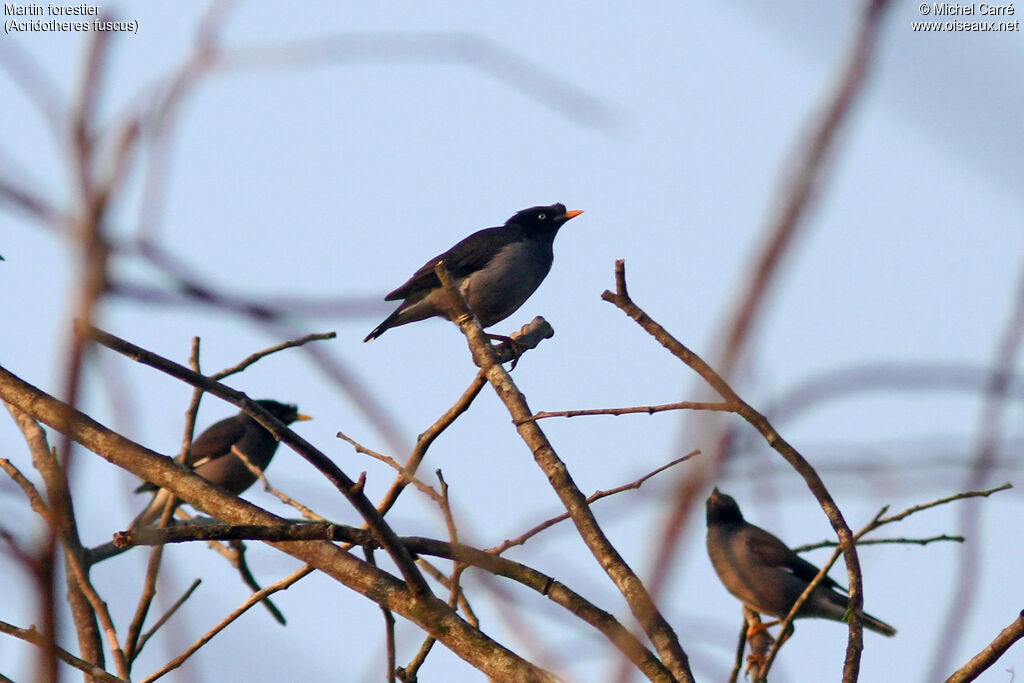 Jungle Myna