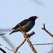 Jungle Myna