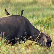 Jungle Myna