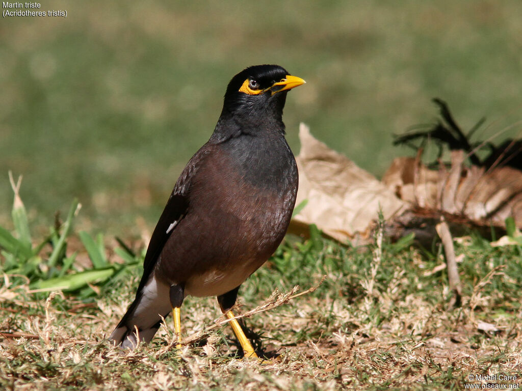Common Myna