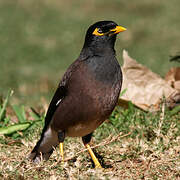 Common Myna