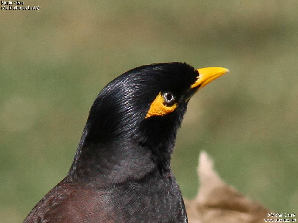 Common Myna