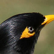 Common Myna