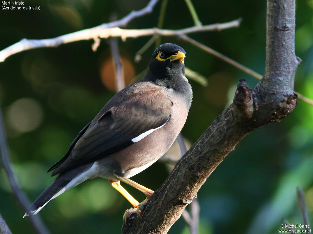 Common Myna