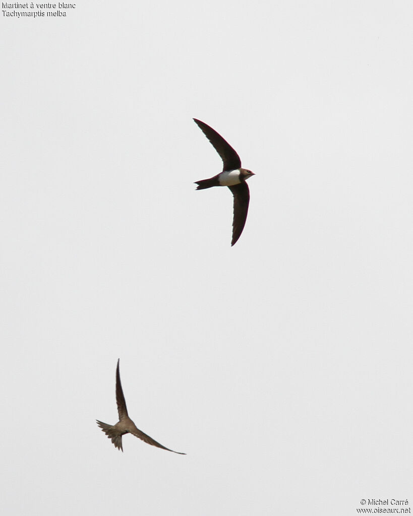 Alpine Swift