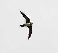 Alpine Swift